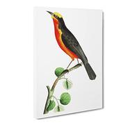 Barbary Shrike Bird By George Shaw Canvas Print | Gallery Wrapped 30mm Frame Wall Art | 30x20 inches | Ready to Hang | Retro Animals Picture | Living Room Bedroom Lounge Office