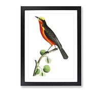 Barbary Shrike Bird By George Shaw Vintage Framed Print | A2 Black Framed Wall Art | Ready to Hang | Classic Nature Picture | Living Room Bedroom Lounge Office