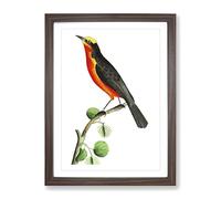 Barbary Shrike Bird By George Shaw Vintage Framed Print | A3 Walnut Framed Wall Art | Ready to Hang | Classic Nature Picture | Living Room Bedroom Lounge Office