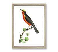 Barbary Shrike Bird By George Shaw Vintage Framed Print | A4 Oak Framed Wall Art | Ready to Hang | Classic Nature Picture | Living Room Bedroom Lounge Office