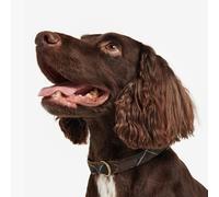 Barbour Classic Tartan Webbing Dog Collar - Brown Check - Size: Medium