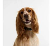 Barbour Tartan Printed Dog Collar - Size: Small