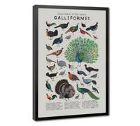 Bareronor Galliformes_ Chickens Canvas Poster for Living Room Decor Gift