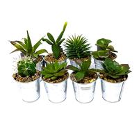 BARGAINS-GALORE Set Of 4 Succulent Plants In Tin Pots - Great Decoration Piece For Home, Office, Living Room, Bedroom & Kitchen | Perfect Table Top Accessory For Any Home | Artificial Pebbles In Pots