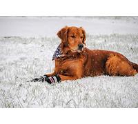 Bark Brite All Weather Neoprene Paw Protector Dog Boots With Reflective Straps- (Md (3.0 In.)) Travel Zipper Case Included