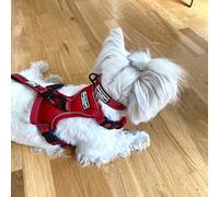 Barkridges® Matching Dog Harness and Collar with 150 cm / 5 ft Lightweight Triple Handle Dog Lead Leash Set in Green XL