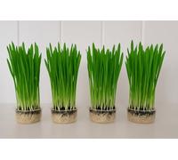 Barleygrass Growing Kit, Educational Science Set with 4 Growing Containers, Lids, Seeds and Compost, Indoor Gardening Project for Kids