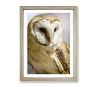 Barn Owl 3 Framed Wall Art Print A3 Oak