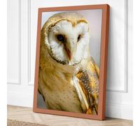 Barn Owl Close Up Canvas Wall Art Print 24x16 Inch