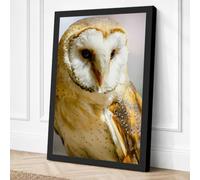 Barn Owl Close Up Canvas Wall Art Print 24x16 Inch