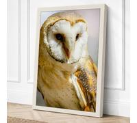 Barn Owl Close Up Canvas Wall Art Print 24x16 Inch