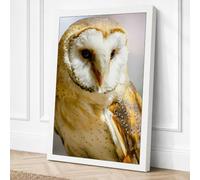 Barn Owl Close Up Canvas Wall Art Print 24x16 Inch