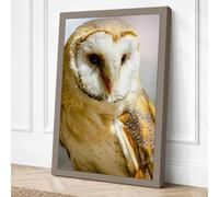 Barn Owl Close Up Canvas Wall Art Print 36x24 Inch