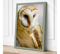 Barn Owl Close Up Canvas Wall Art Print 36x24 Inch