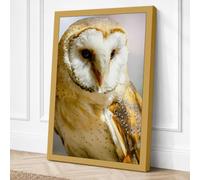 Barn Owl Close-Up Modern Canvas Wall Art Print 18x12 Inch (46 x 30 cm)