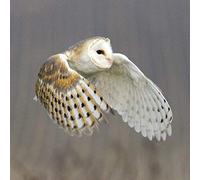 Barn Owl Greeting Card with SOUND. The beautiful barn owl photographed in flight and combined with its noise to make a unique and fun card or gift idea. Blank on the inside so will suit many occasions