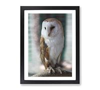Barn Owl Modern Framed Wall Art Print, Ready to Hang Picture for Living Room Bedroom Home Office Décor, Black A2 (64 x 46 cm)