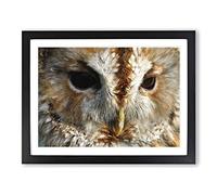 Barn Owl No.2 Modern Framed Wall Art Print, Ready to Hang Picture for Living Room Bedroom Home Office Décor, Black A2 (64 x 46 cm)