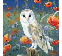 Barn Owl "Watching & Waiting" Blank Greetings Card