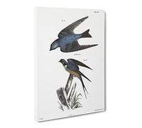 Barn Swallow & White Bellied Swallow By J.E. De Kay Canvas Print | Gallery Wrapped 30mm Frame Wall Art | 20x14 inches | Ready to Hang | Retro Picture | Living Room Bedroom Lounge Office