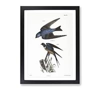 Barn Swallow & White Bellied Swallow By J.E. De Kay Vintage Framed Print | A2 Black Framed Wall Art | Ready to Hang | Classic Nature Picture | Living Room Bedroom Lounge Office