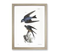 Barn Swallow & White Bellied Swallow By J.E. De Kay Vintage Framed Print | A2 Oak Framed Wall Art | Ready to Hang | Classic Nature Picture | Living Room Bedroom Lounge Office
