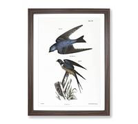 Barn Swallow & White Bellied Swallow By J.E. De Kay Vintage Framed Print | A2 Walnut Framed Wall Art | Ready to Hang | Classic Nature Picture | Living Room Bedroom Lounge Office