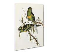 Barnard'S Parakeet Birds By Elizabeth Gould Canvas Print | Gallery Wrapped 30mm Frame Wall Art | 24x16 inches | Ready to Hang | Retro Bird Picture | Living Room Bedroom Lounge Office
