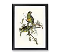 Barnard'S Parakeet Birds By Elizabeth Gould Vintage Framed Print | A2 Black Framed Wall Art | Ready to Hang | Classic Nature Picture | Living Room Bedroom Lounge Office