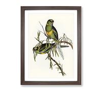 Barnard'S Parakeet Birds By Elizabeth Gould Vintage Framed Print | A2 Walnut Framed Wall Art | Ready to Hang | Classic Nature Picture | Living Room Bedroom Lounge Office