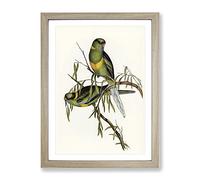 Barnard'S Parakeet Birds By Elizabeth Gould Vintage Framed Print | A4 Oak Framed Wall Art | Ready to Hang | Classic Nature Picture | Living Room Bedroom Lounge Office