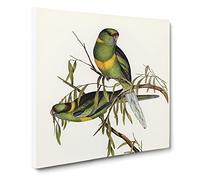 Barnard's Parakeets by Elizabeth Gould Canvas Print | Gallery Wrapped 30mm Frame Wall Art | 14x14 inches | Ready to Hang | Modern Bird Picture | Living Room Bedroom Lounge Office