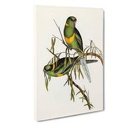 Barnard's Parakeets by Elizabeth Gould Canvas Print | Gallery Wrapped 30mm Frame Wall Art | 30x20 inches | Ready to Hang | Modern Bird Picture | Living Room Bedroom Lounge Office