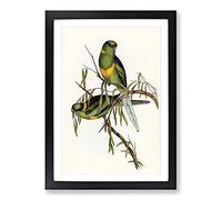 Barnard's Parakeets by Elizabeth Gould Framed Print | A2 Black Framed Wall Art | Ready to Hang | Modern Nature Picture | Living Room Bedroom Lounge Office