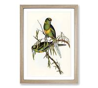 Barnard's Parakeets by Elizabeth Gould Framed Print | A2 Oak Framed Wall Art | Ready to Hang | Modern Nature Picture | Living Room Bedroom Lounge Office