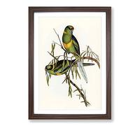 Barnard's Parakeets by Elizabeth Gould Framed Print | A2 Walnut Framed Wall Art | Ready to Hang | Modern Nature Picture | Living Room Bedroom Lounge Office