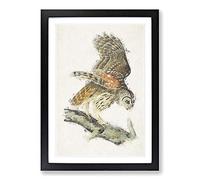 Barred Owl by John James Audubon Framed Print | A2 Black Framed Wall Art | Ready to Hang | Modern Animal Picture | Living Room Bedroom Lounge Office