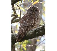 Barred Owl Journal: 150 page lined notebook/diary