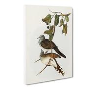 Barred Shouldered Ground Dove Birds By Elizabeth Gould Canvas Print | Gallery Wrapped 30mm Frame Wall Art | 20x14 inches | Ready to Hang | Retro Bird Picture | Living Room Bedroom Lounge Office