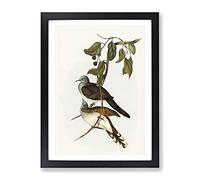 Barred Shouldered Ground Dove Birds By Elizabeth Gould Vintage Framed Print | A4 Black Framed Wall Art | Ready to Hang | Classic Animal Picture | Living Room Bedroom Lounge Office