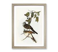 Barred Shouldered Ground Dove Birds By Elizabeth Gould Vintage Framed Print | A4 Oak Framed Wall Art | Ready to Hang | Classic Animal Picture | Living Room Bedroom Lounge Office