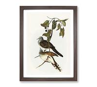 Barred Shouldered Ground Dove Birds By Elizabeth Gould Vintage Framed Wall Art Print, Ready to Hang Picture for Living Room Bedroom Home Office Décor, Walnut A3 (34 x 46 cm)