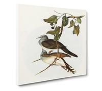 Barred shouldered Ground Doves Bird by Elizabeth Gould Canvas Print | Gallery Wrapped 30mm Frame Wall Art | 14x14 inches | Ready to Hang | Retro Animals Picture | Living Room Bedroom Lounge Office