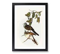 Barred-Shouldered Ground Doves by Elizabeth Gould Framed Print | A2 Black Framed Wall Art | Ready to Hang | Modern Animal Picture | Living Room Bedroom Lounge Office