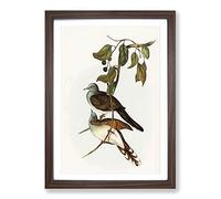 Barred-Shouldered Ground Doves by Elizabeth Gould Framed Print | A2 Walnut Framed Wall Art | Ready to Hang | Modern Animal Picture | Living Room Bedroom Lounge Office