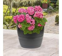 Barrel Planter 50L