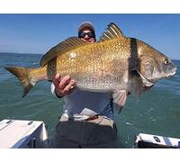 Barrier Islands Black Drum on the Eatern Shore