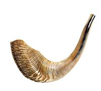 Barsheshet Ribak Kosher Ram's Horn Shofar, Half Polished, 28-33cm