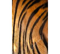 Basic Journal & Notebook Tiger, 6in x 9in, Lined, 150pgs: For All Occasions. Christmas, Birthday, Thank You, Teacher's Gift & To Treat Yourself!