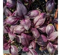 Basil Basilicious Velvet-Spice F1 Half-Hardy Annual 1 Packet X 100Seeds Thompson & Morgan